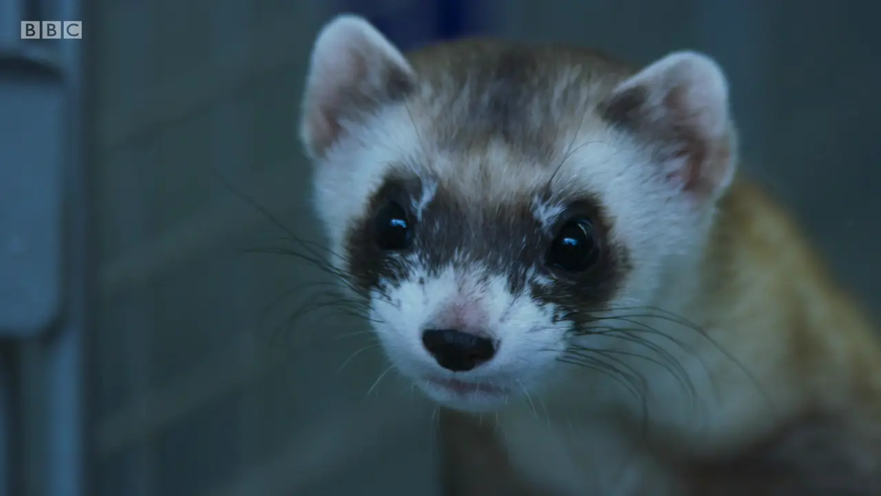 Black-footed ferret (Mustela nigripes) as shown in The Mating Game - Against All Odds